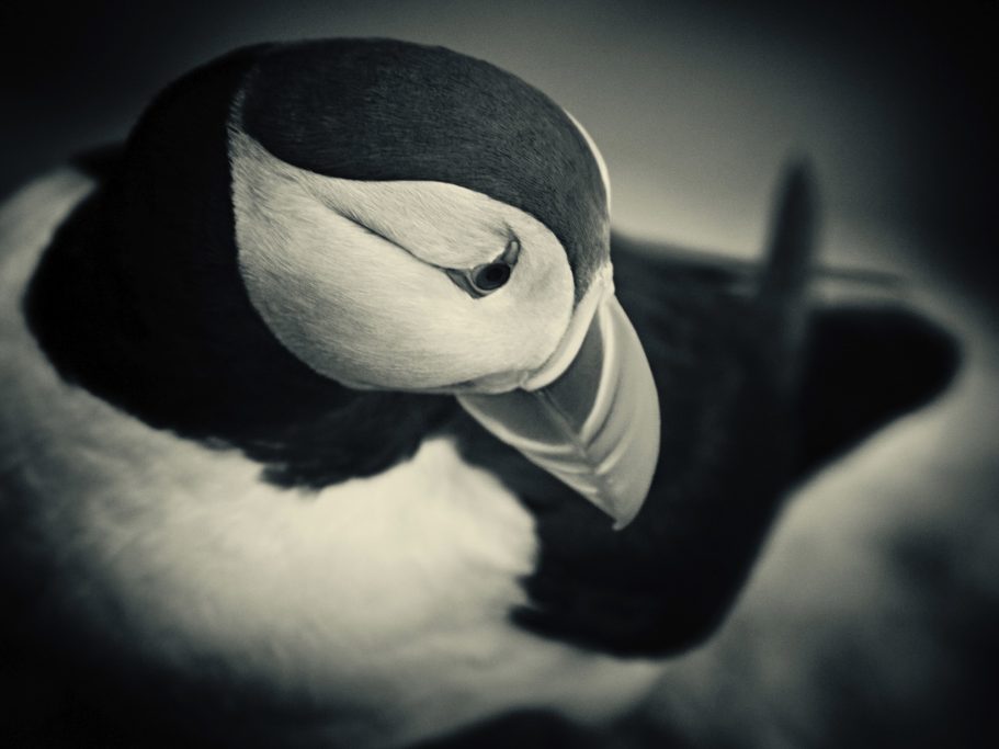 Fine Art Wildlife Photography by Heinz Effner