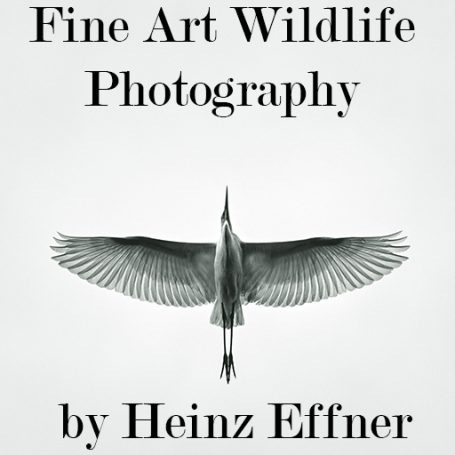 Fine Art Wildlife Photography by Heinz Effner