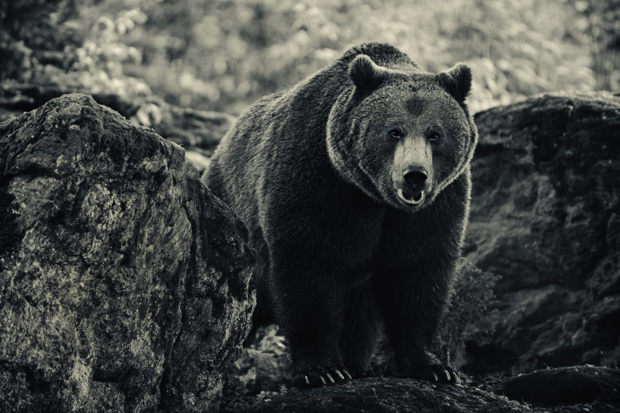 black and white portrait of a brown bear standing on rocks, strong presence and natural power, fine art wildlife photography