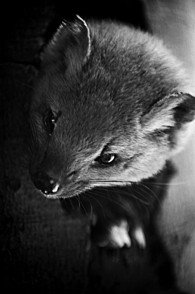 Ein naher Blick auf einen Baummarder in seiner Baumhöhle in Schwarz-Weiß.A close-up view of a pine marten in its tree den in black and white