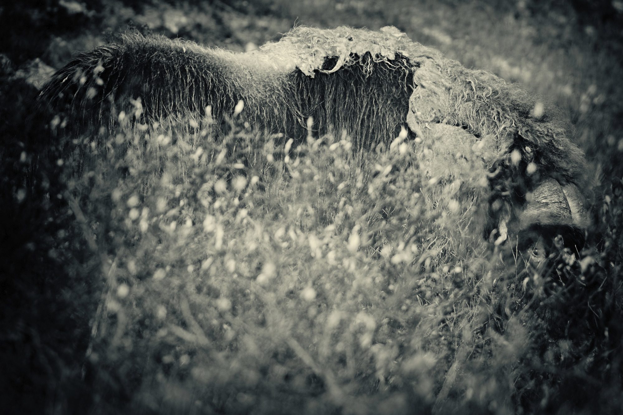 Fine Art,
Wildlife Photography, Wildtierfotografie, Limitierte Editionen, limited edition, Künstlerische Fotografie, Galerie, Photo Gallery