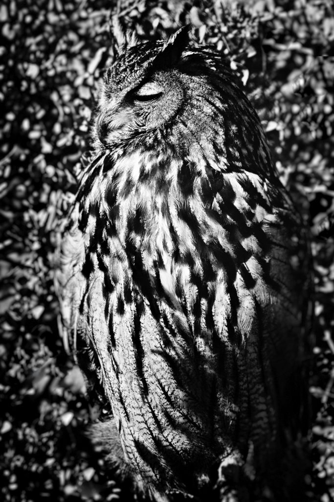 Uhu mit detailliertem Gefieder, im Schatten stehend, blickt zur Seite.Eagle owl with detailed plumage, standing in the shade, looking to th