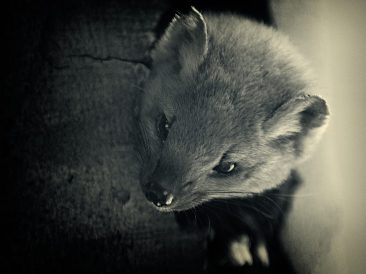 Fine Art Wildlife Photography by Heinz Effner