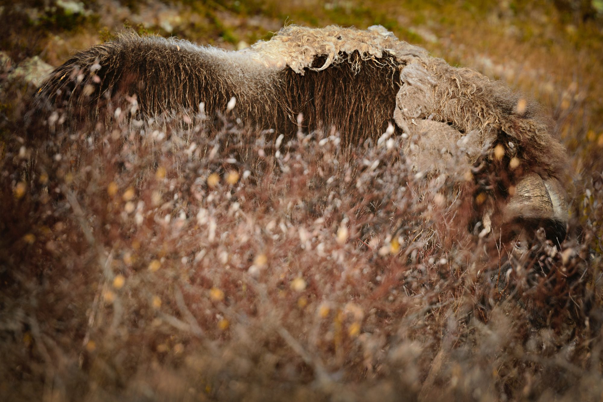 Fine Art,
Wildlife Photography, Wildtierfotografie, Limitierte Editionen, limited edition, Künstlerische Fotografie, Galerie, Photo Gallery