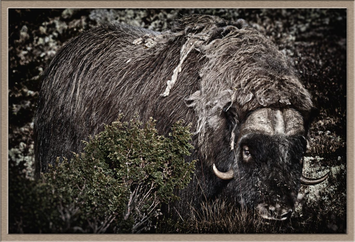 Musk ox (Ovibos moschatus) fine art wildlife photography by heinz effner