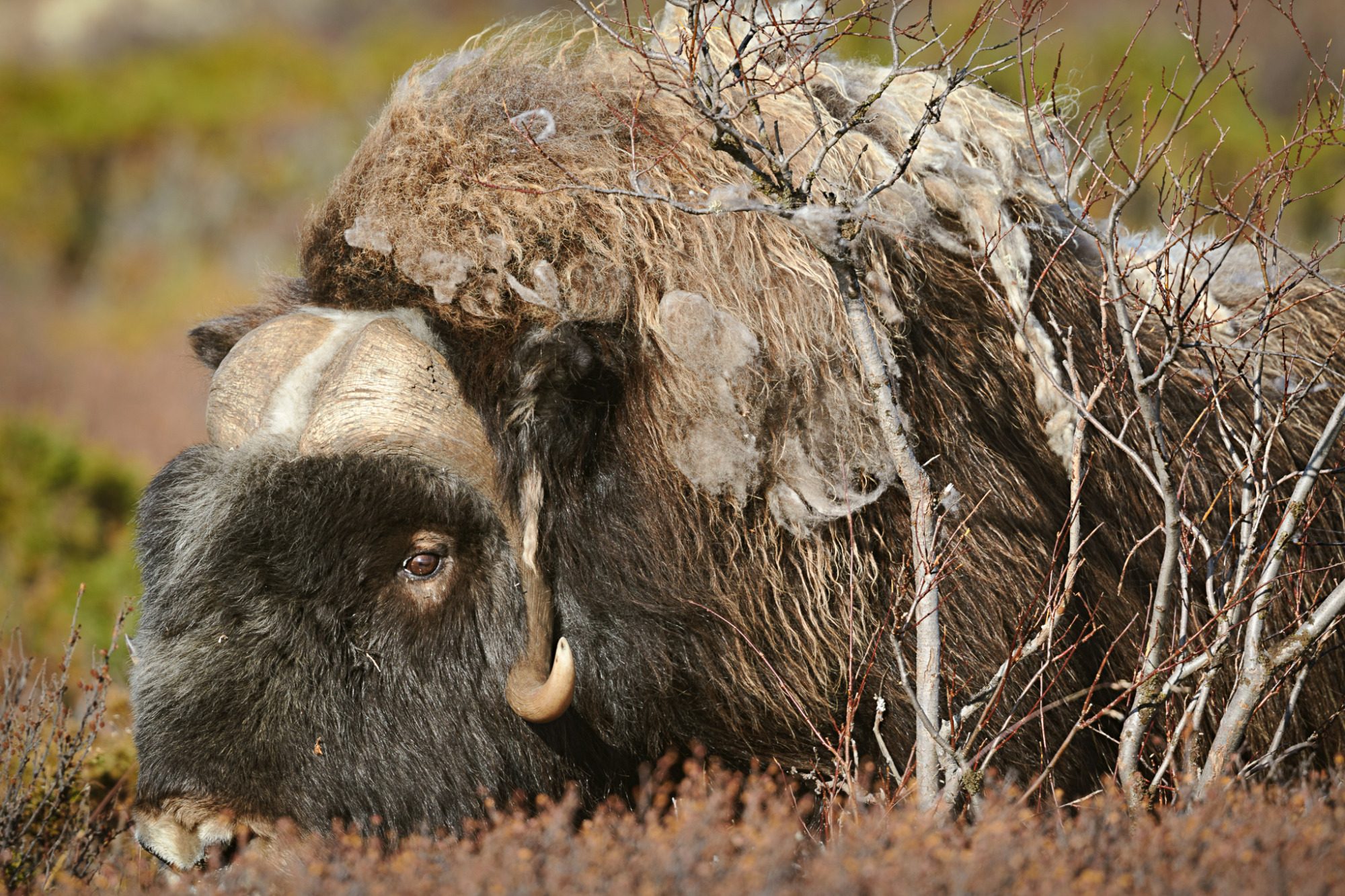 Fine Art,
Wildlife Photography, Wildtierfotografie, Limitierte Editionen, limited edition, Künstlerische Fotografie, Galerie, Photo Gallery