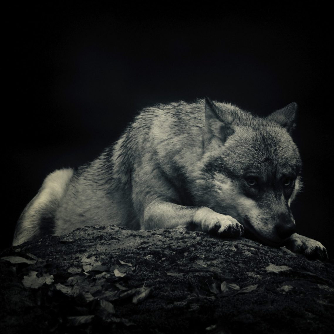 Fine Art,
Wildlife Photography, Wildtierfotografie, Limitierte Editionen, limited edition, Künstlerische Fotografie, Galerie, Photo Gallery