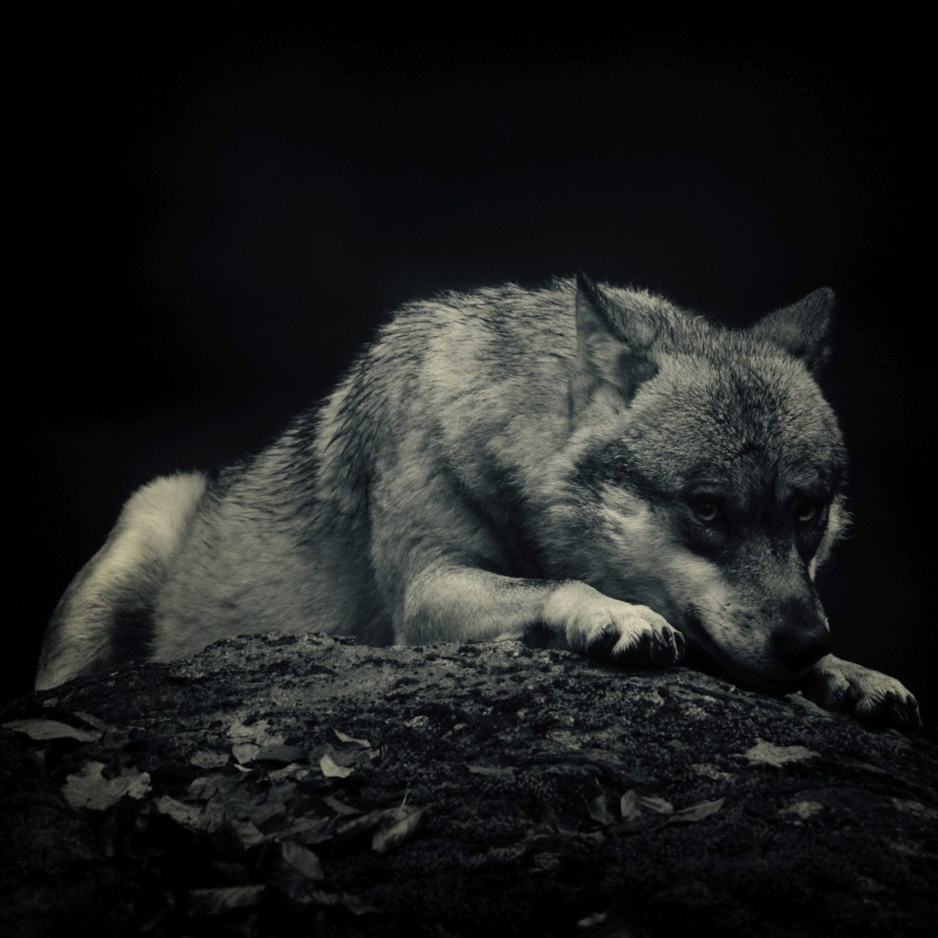 A wolf (Canis lupus) with intense eyes sits on a rock, format 1x1 in black and white. Eurasischer Wolf in Schwarzeiß.