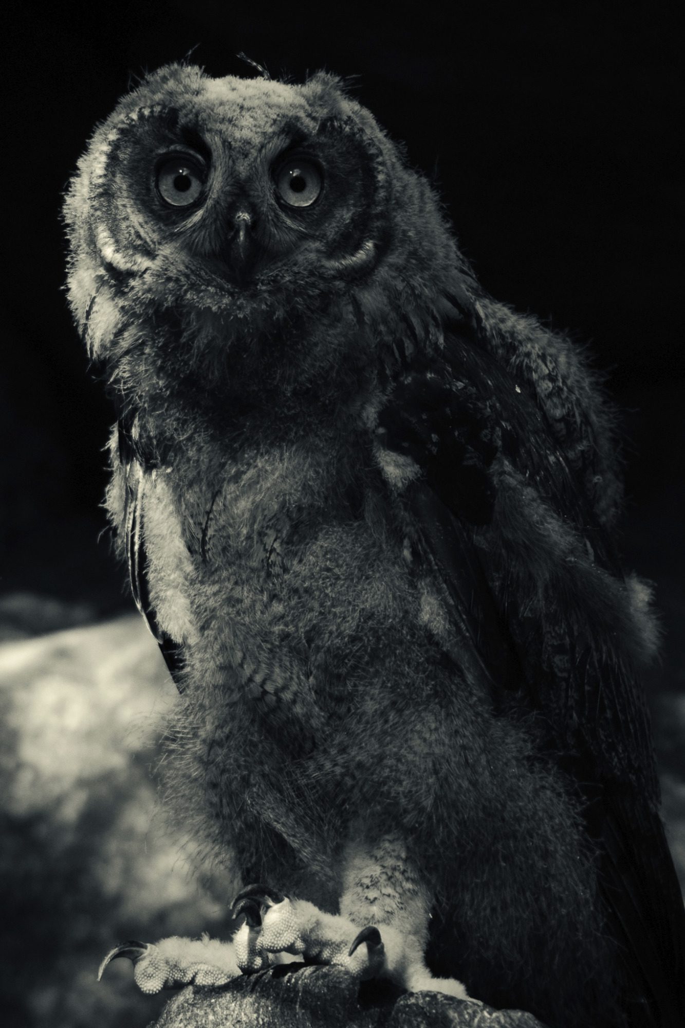 moody black and white owl portrait with soft light and deep shadows, fine art wildlife photography emphasizing presence and silence