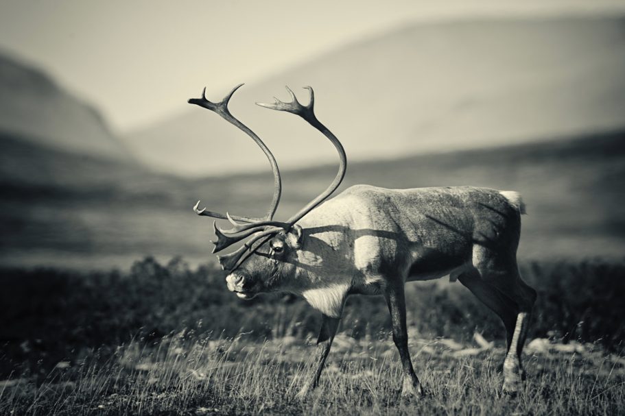 Fine Art Wildlife Photography by Heinz Effner
