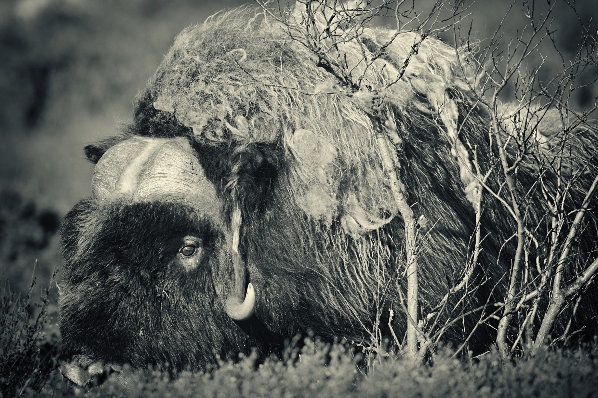 Fine Art,
Wildlife Photography, Wildtierfotografie, Limitierte Editionen, limited edition, Künstlerische Fotografie, Galerie, Photo Gallery