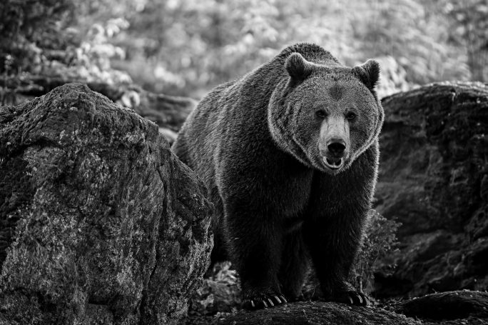 Ein Braunbär steht auf einem Felsen, umgeben von unscharfem Hintergrund.